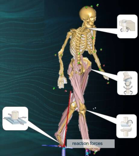 ส่วนประกอบของ Musculoskeletal Modeling