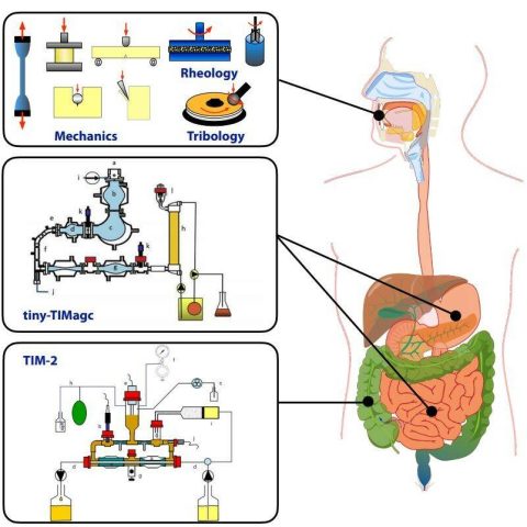 digestion-2