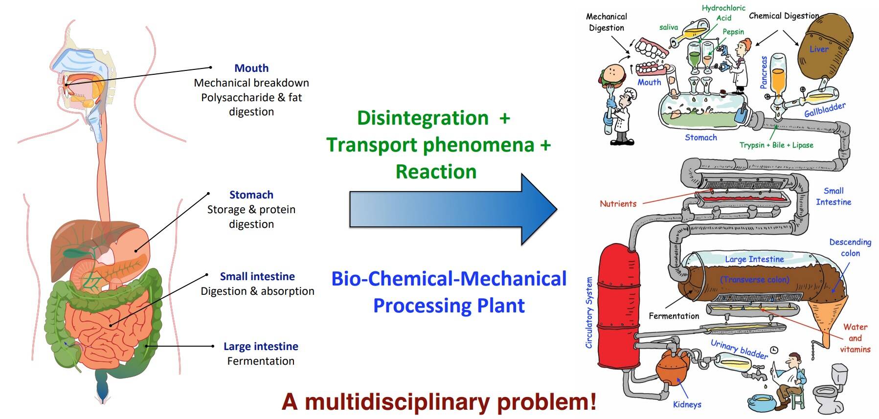 การประเมินประสิทธิภาพการย่อยและการดูดซึมด้วยระบบจำลองการย่อยอาหาร